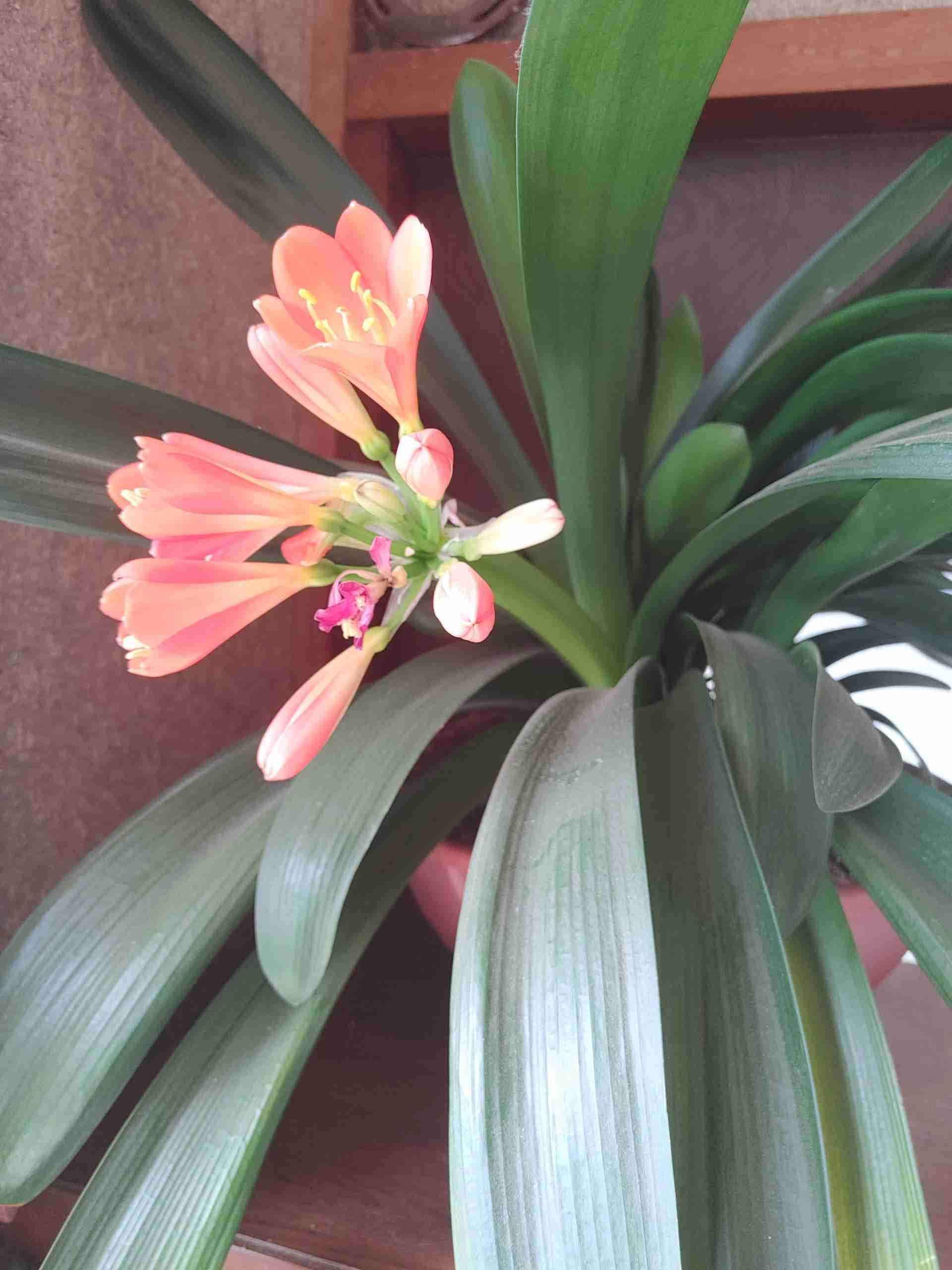 観葉植物　愛でる人で語りたい