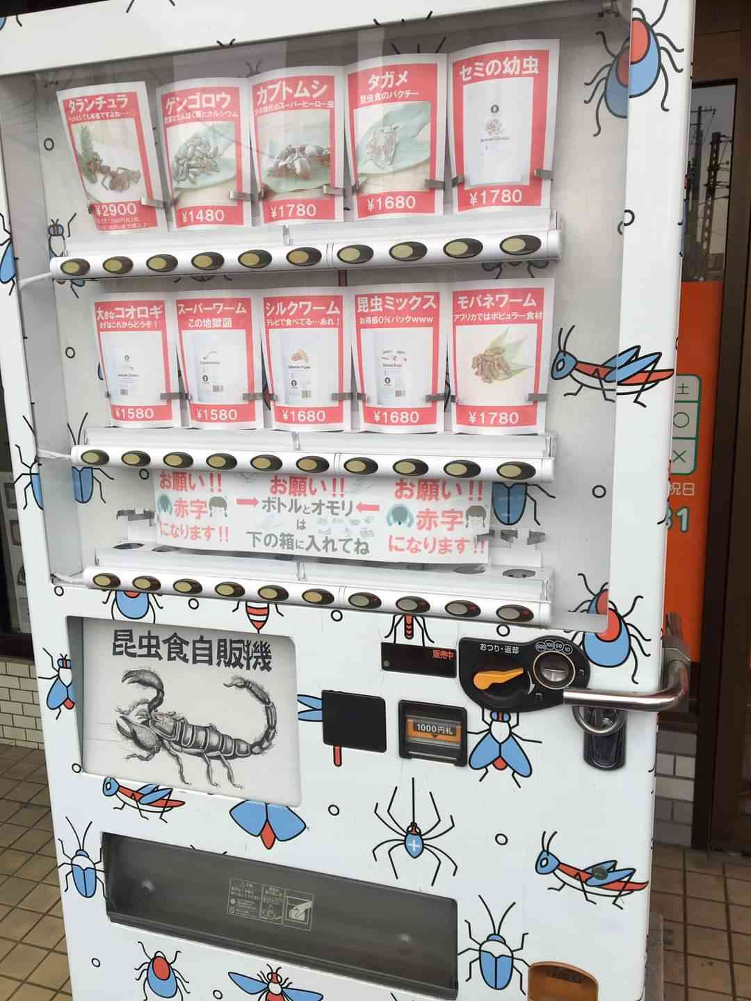 【閲覧注意?】新聞社が昆虫食ビジネスに挑戦 社員が手づかみで捕獲した「イナゴ」をチョコレートに
