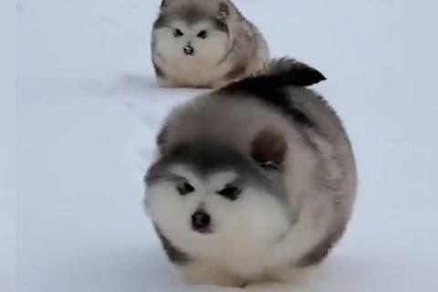 好きな犬種を愛でるトピ