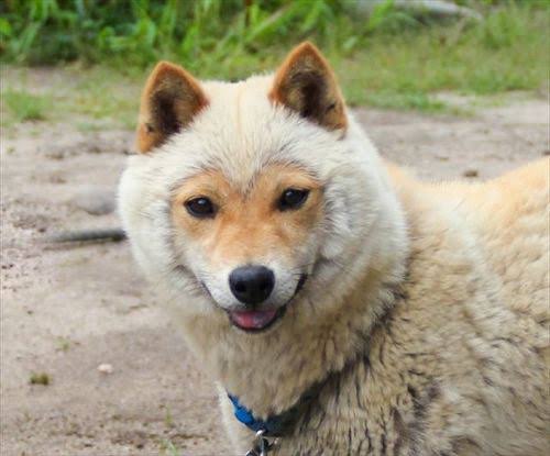 好きな犬種を愛でるトピ