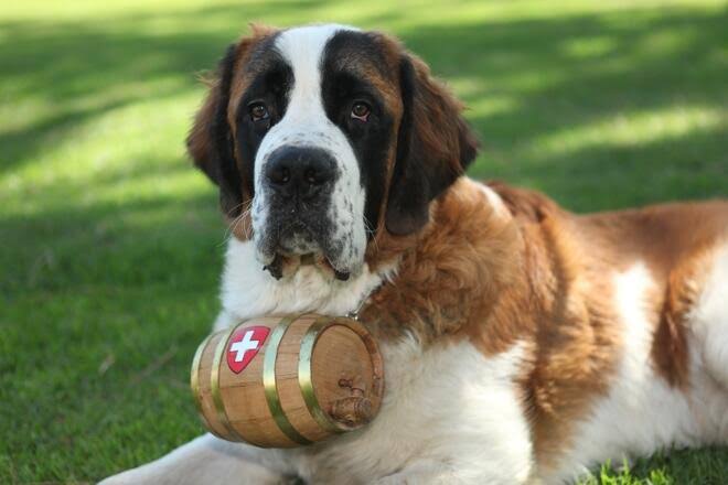 好きな犬種を愛でるトピ