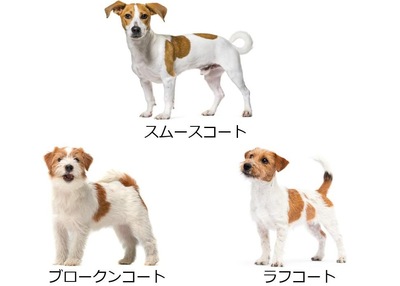 好きな犬種を愛でるトピ