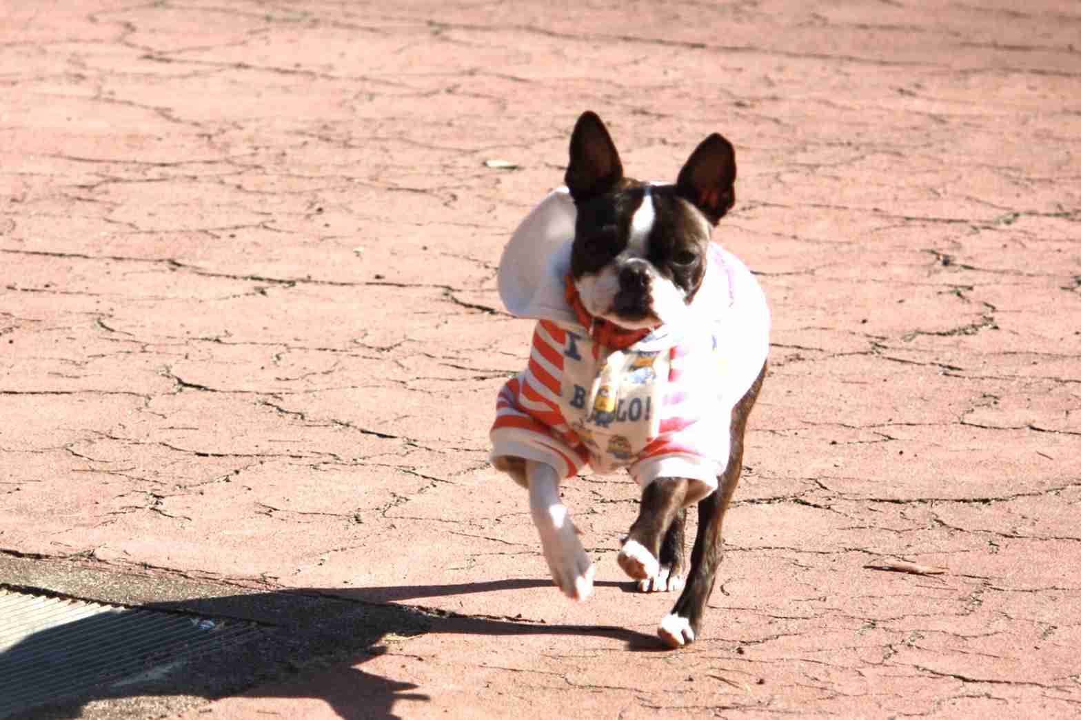 好きな犬種を愛でるトピ