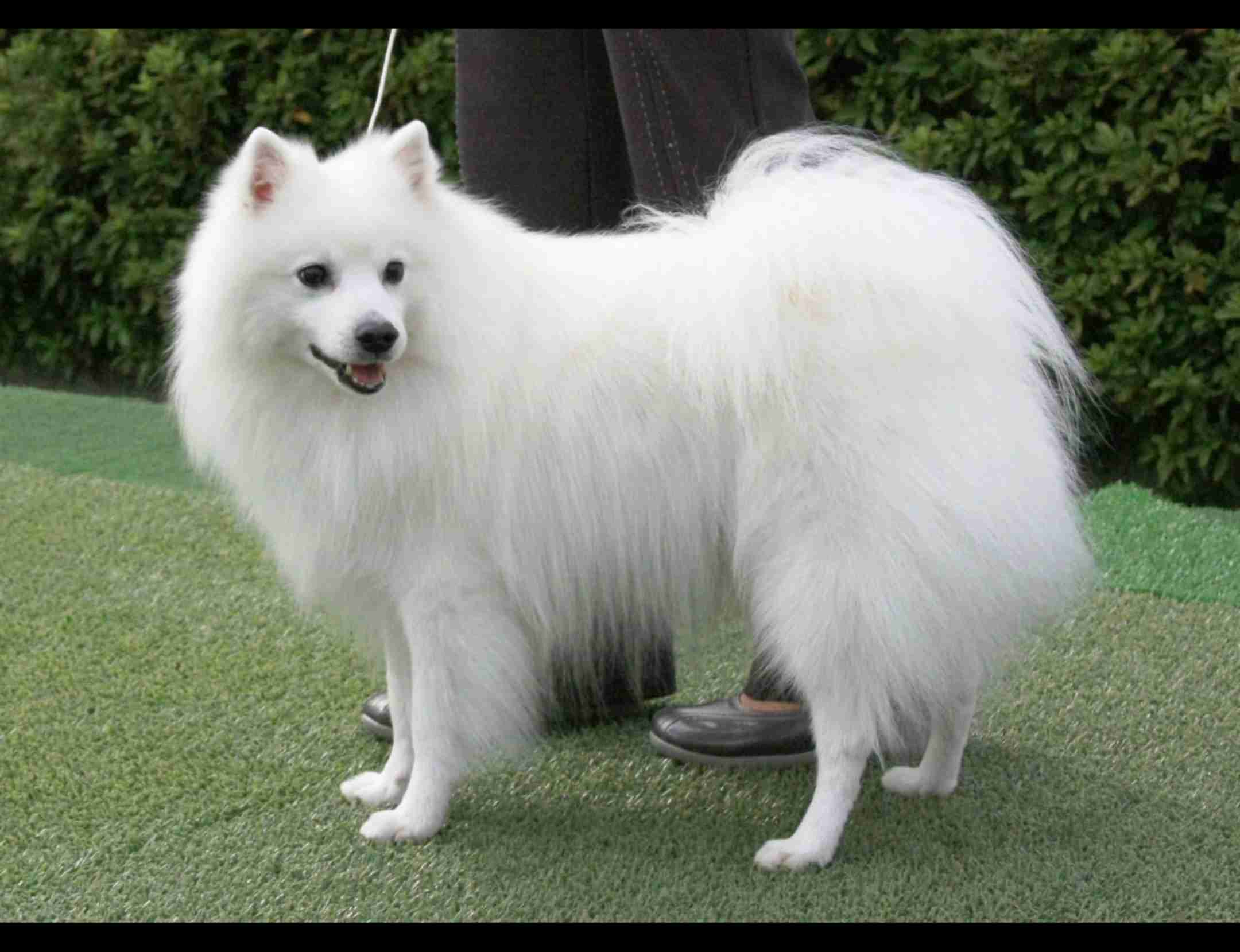 好きな犬種を愛でるトピ