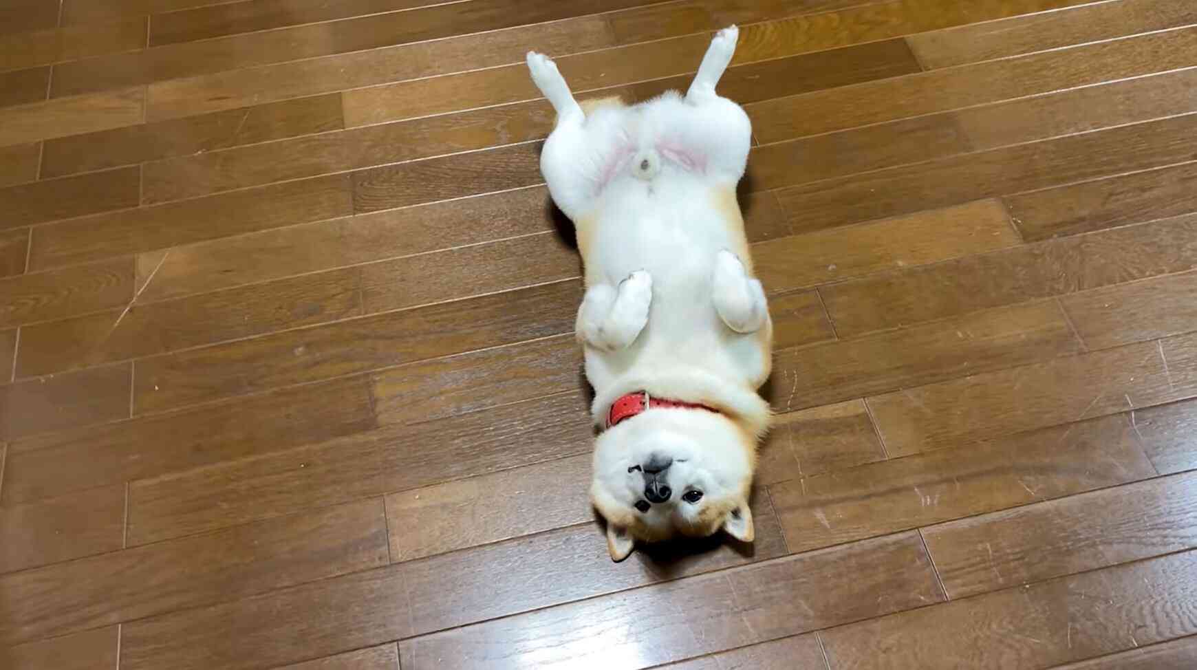 好きな犬種を愛でるトピ