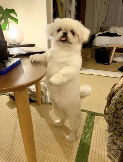 好きな犬種を愛でるトピ