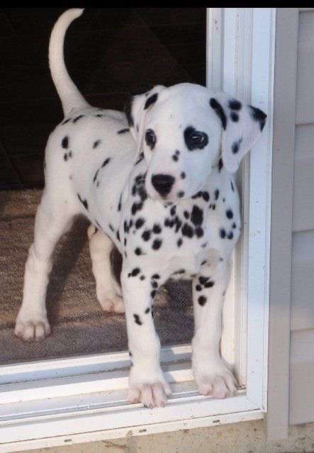 好きな犬種を愛でるトピ