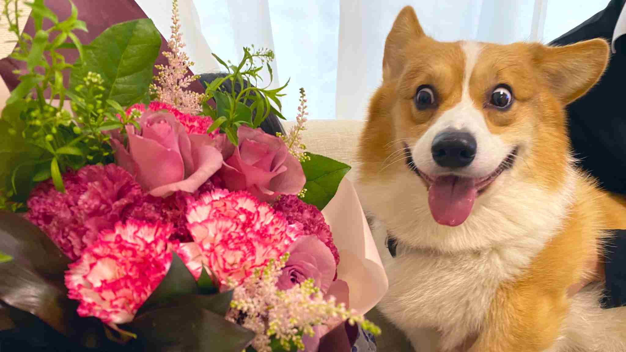 好きな犬種を愛でるトピ