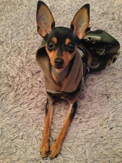 好きな犬種を愛でるトピ