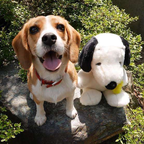 好きな犬種を愛でるトピ