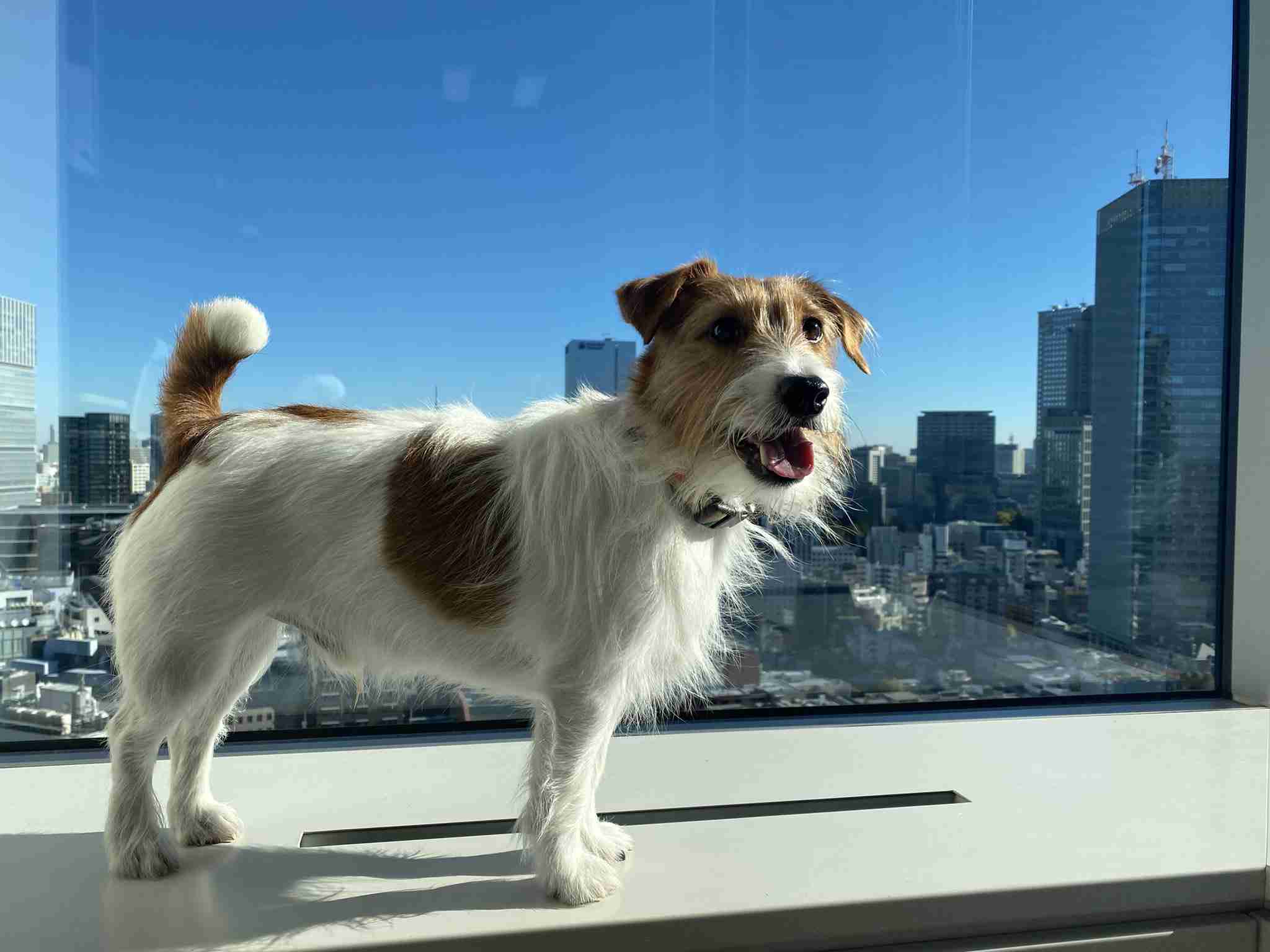 好きな犬種を愛でるトピ