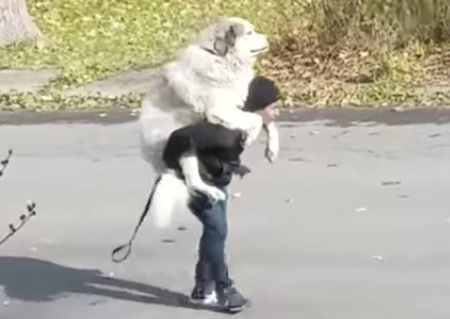 好きな犬種を愛でるトピ