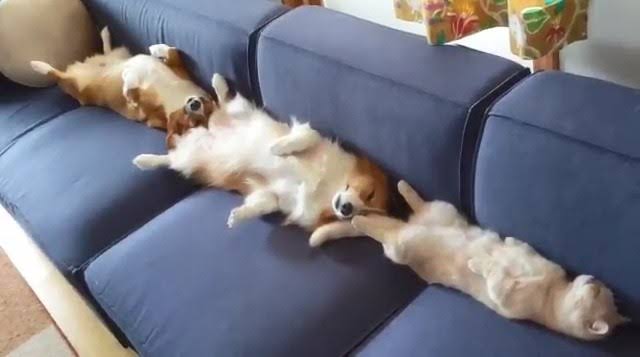 好きな犬種を愛でるトピ