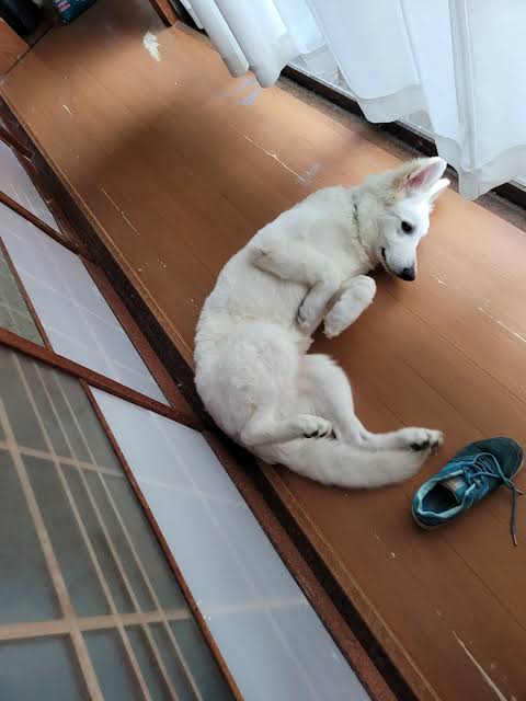 好きな犬種を愛でるトピ