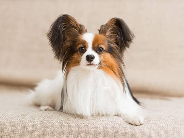 好きな犬種を愛でるトピ