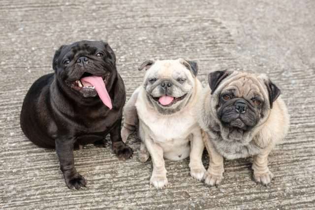 好きな犬種を愛でるトピ