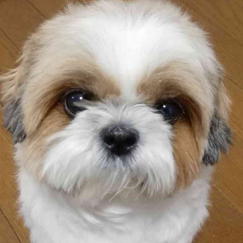 好きな犬種を愛でるトピ