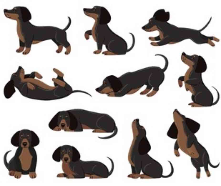 好きな犬種を愛でるトピ