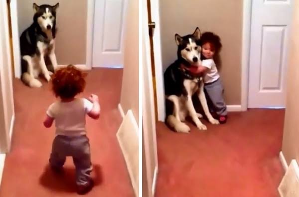 好きな犬種を愛でるトピ