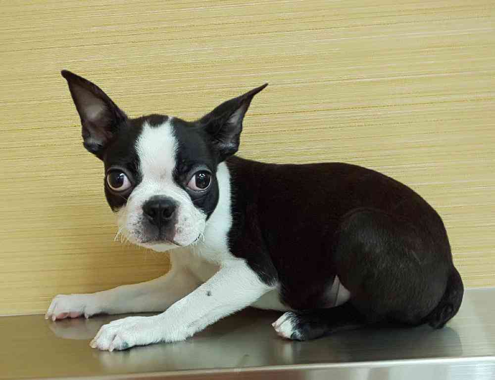 好きな犬種を愛でるトピ