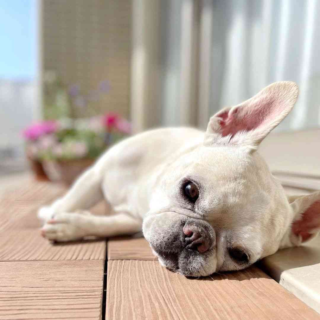 好きな犬種を愛でるトピ