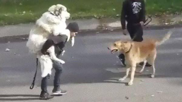 好きな犬種を愛でるトピ