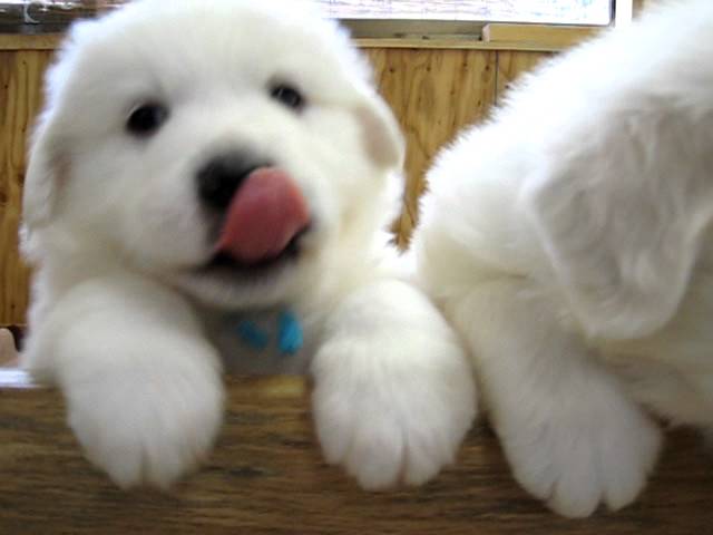 好きな犬種を愛でるトピ