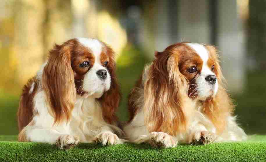 好きな犬種を愛でるトピ