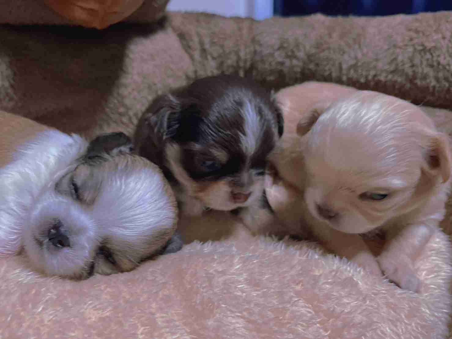 好きな犬種を愛でるトピ