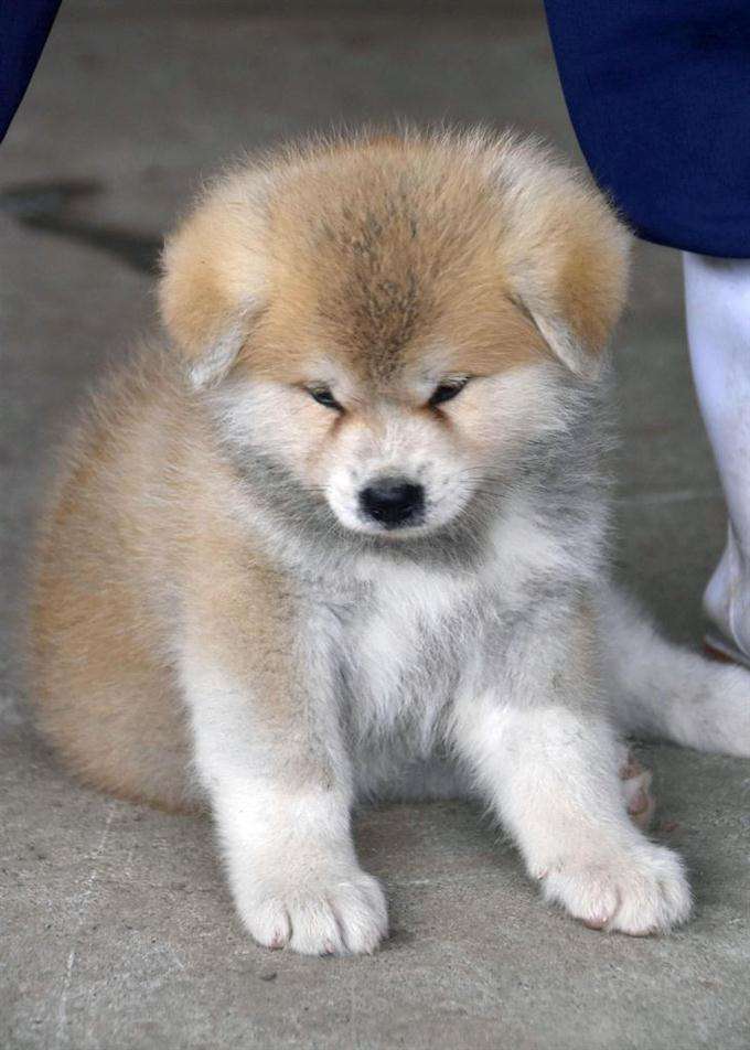 好きな犬種を愛でるトピ