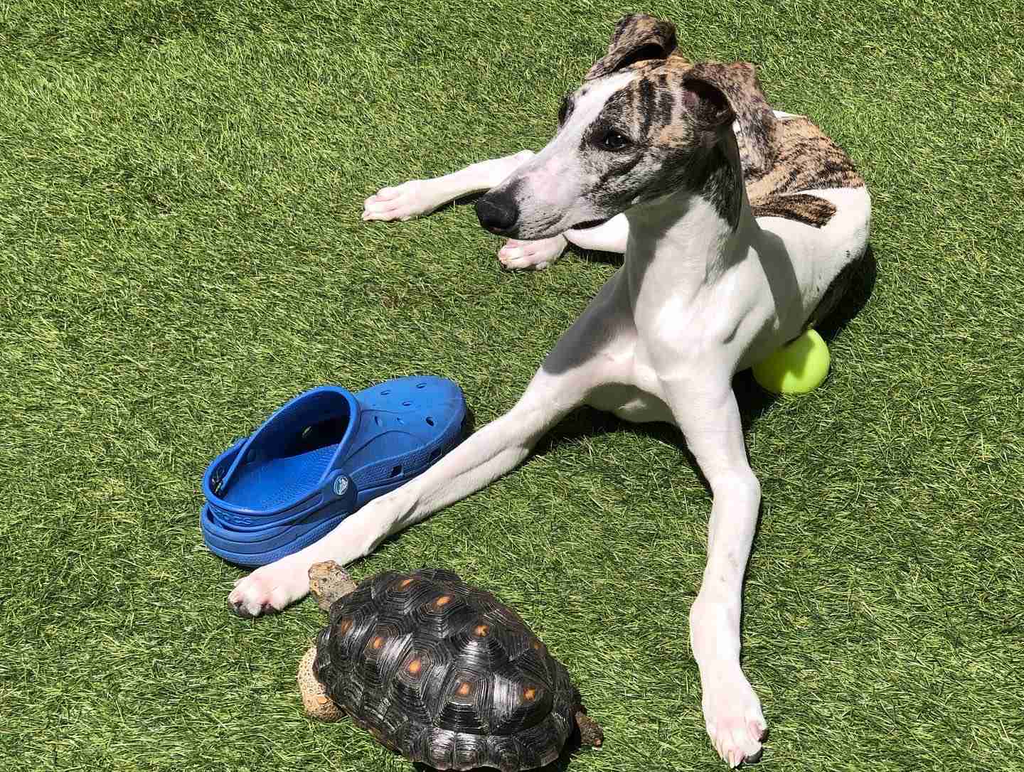 好きな犬種を愛でるトピ