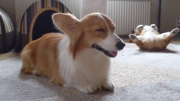 好きな犬種を愛でるトピ