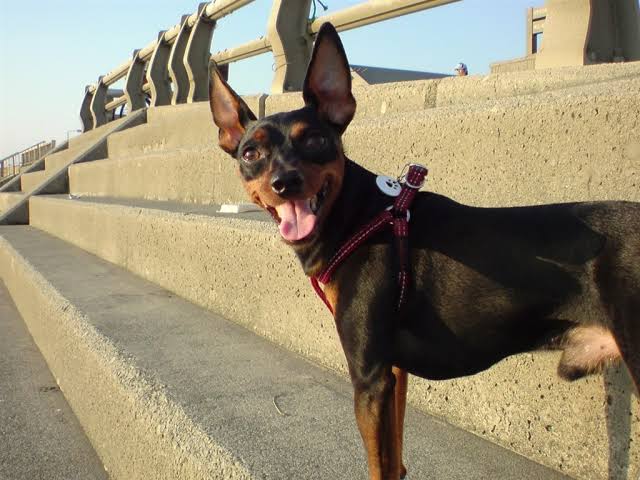 好きな犬種を愛でるトピ