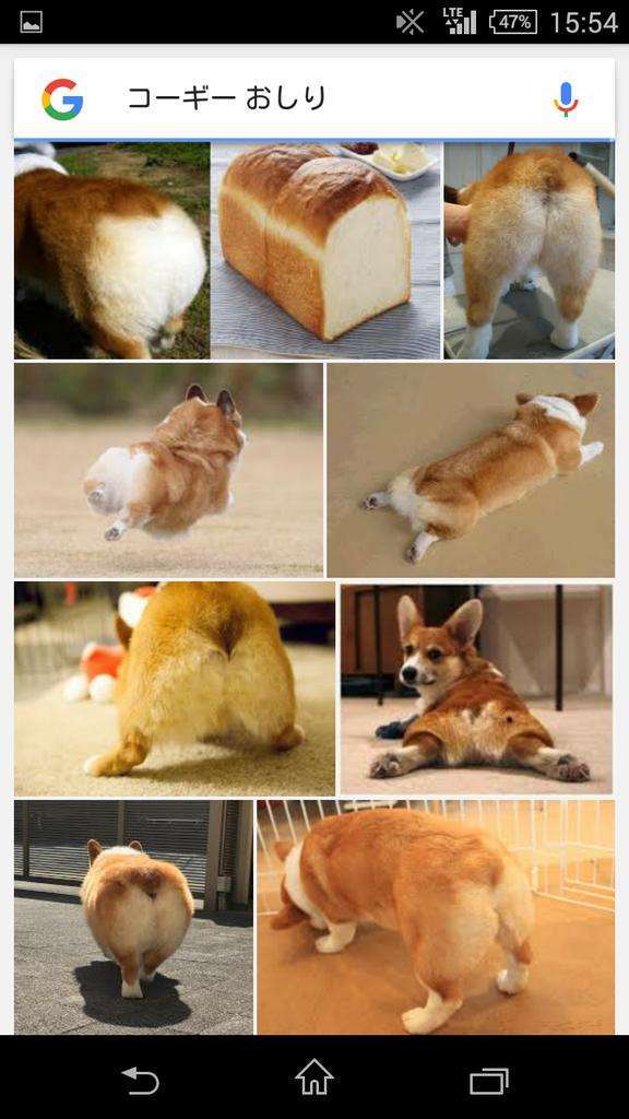 好きな犬種を愛でるトピ