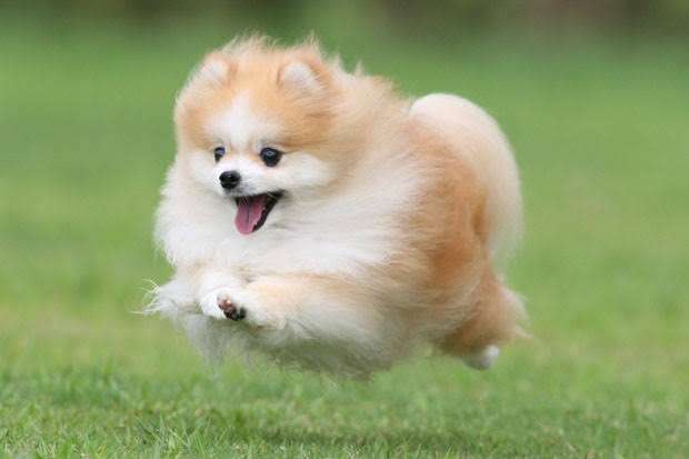 好きな犬種を愛でるトピ