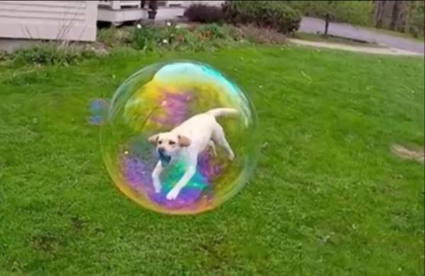 好きな犬種を愛でるトピ