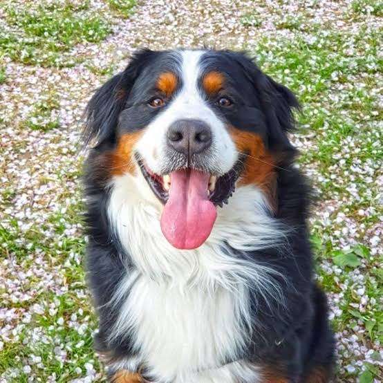 好きな犬種を愛でるトピ