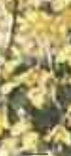 盆栽に興味があるひと!