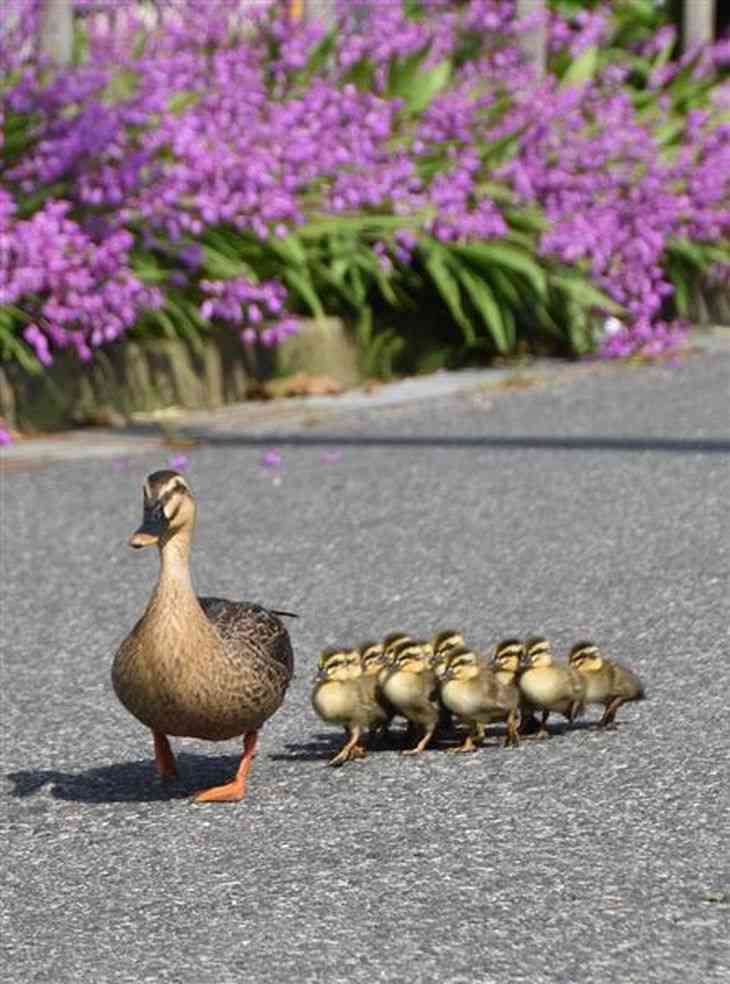 カルガモ親子の横断に気を付けて！  全国的にも異例「カルガモ飛び出し注意」道路標識設置　川崎