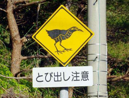 カルガモ親子の横断に気を付けて！  全国的にも異例「カルガモ飛び出し注意」道路標識設置　川崎