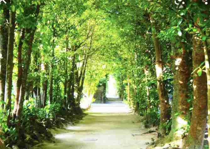 新・朝ドラ ちむどんどんを語りましょう