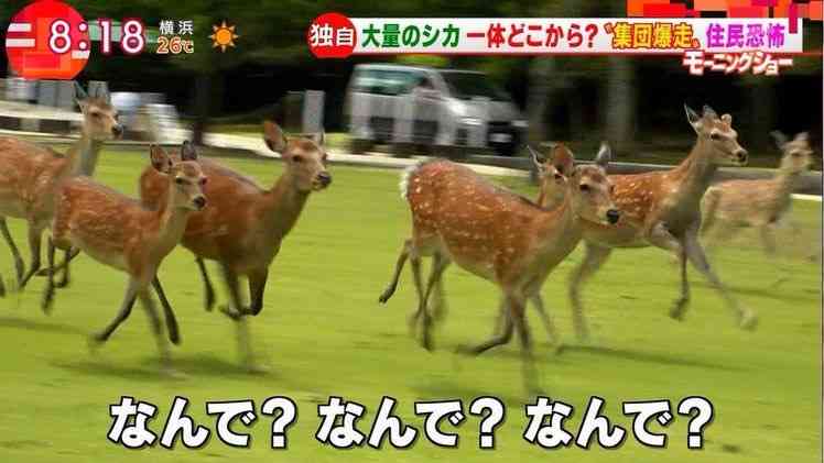 ガルちゃんでコメント代わりに使えそうな字幕テロップ画像part9