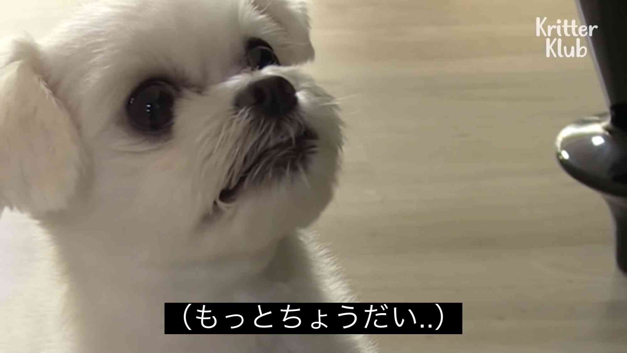 ガルちゃんでコメント代わりに使えそうな字幕テロップ画像part9
