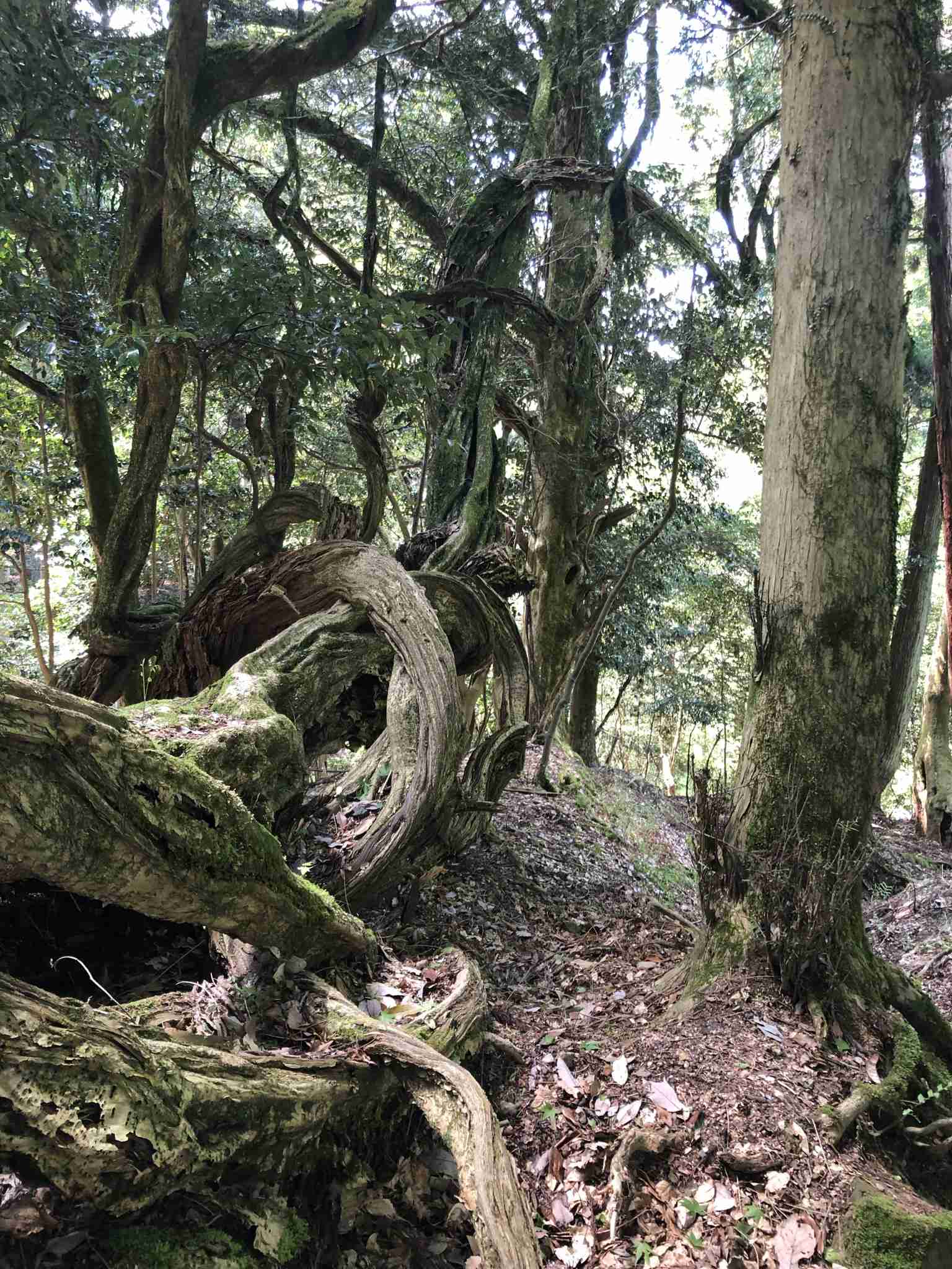 あなたが撮った山の写真見せて！