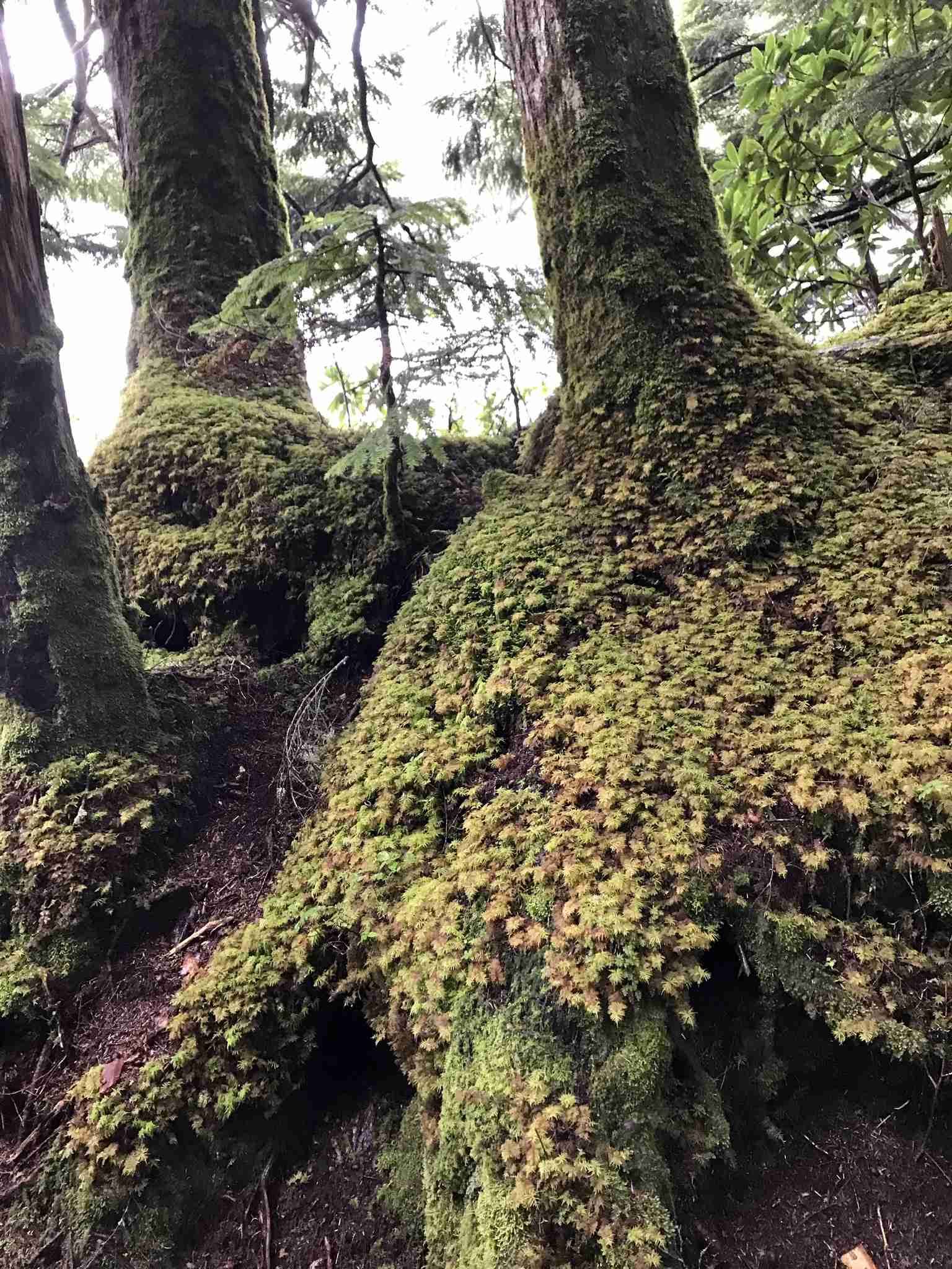 あなたが撮った山の写真見せて！