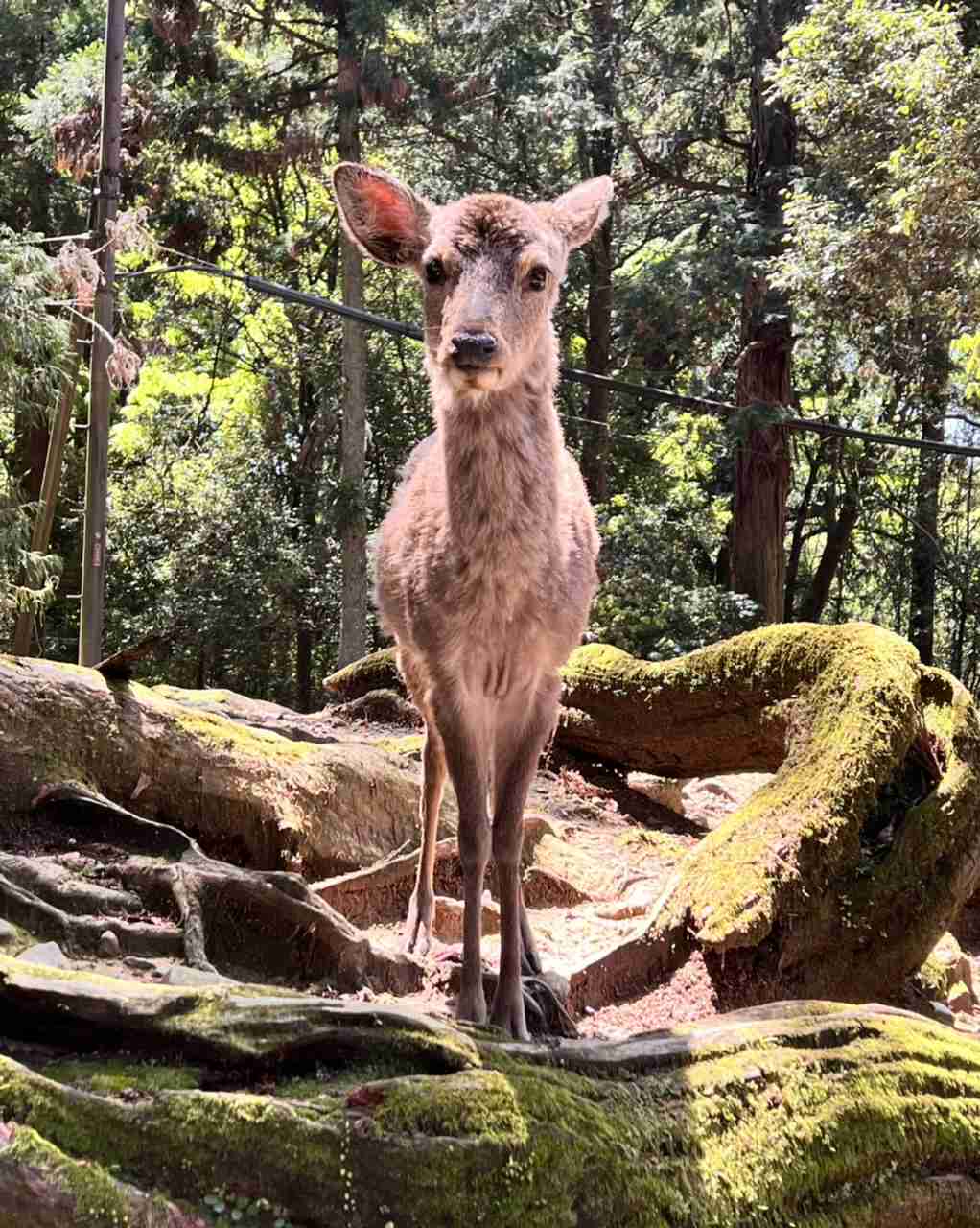 あなたが撮った山の写真見せて！