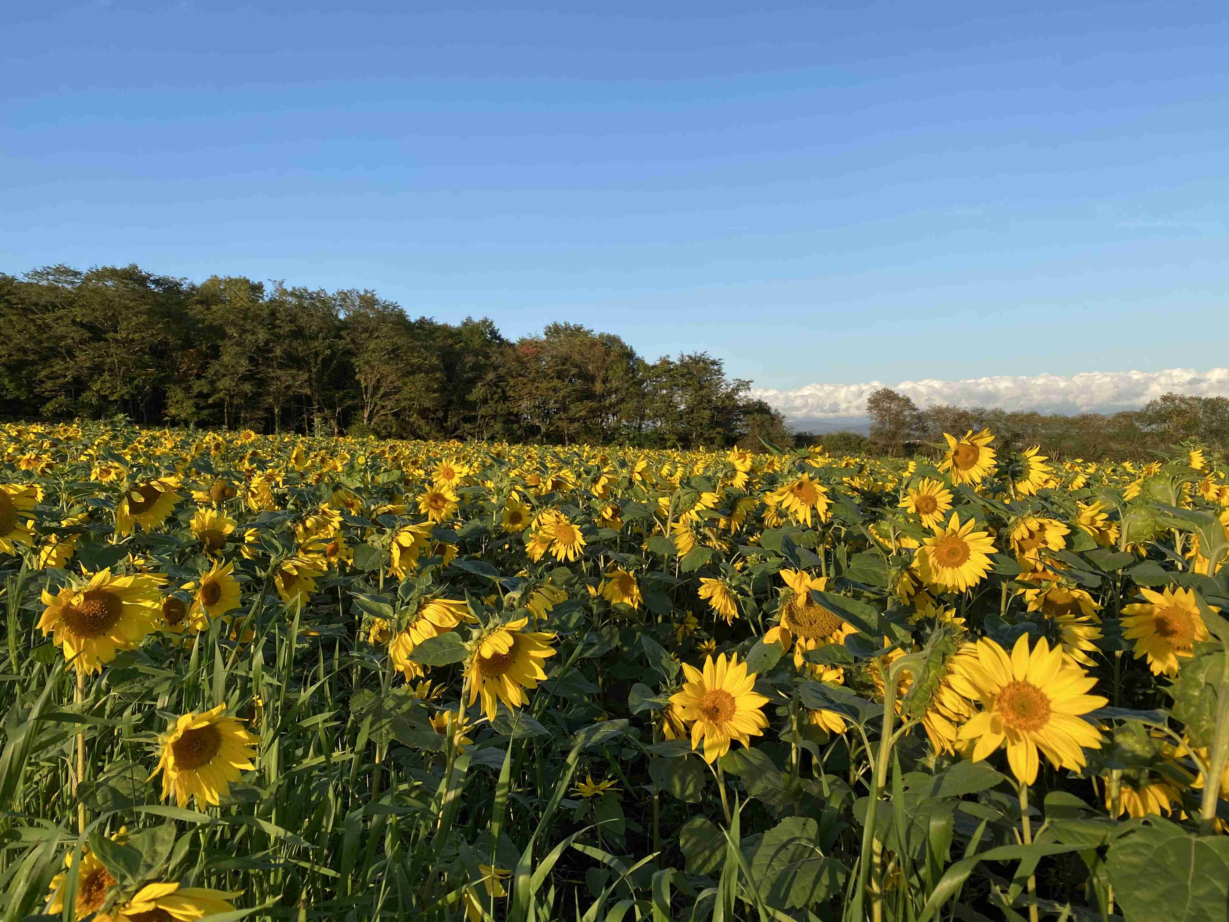 フォルダにある空の写真を見せてください