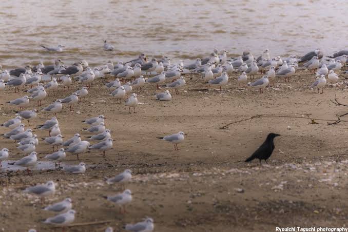 【ぼっち】っぽい画像!
