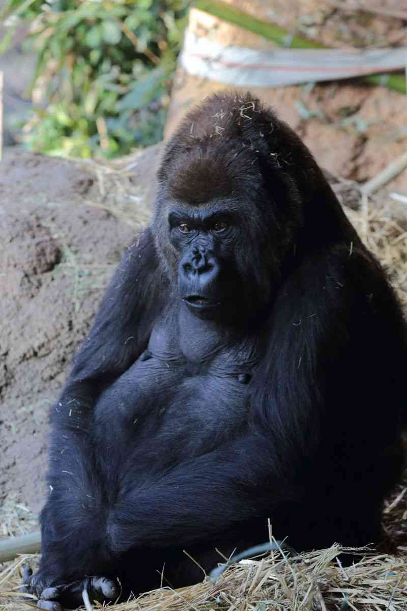 【ぼっち】っぽい画像!