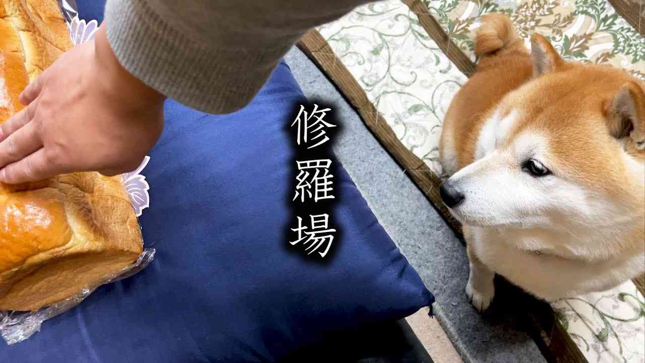 これまでに「高級食パン」を食べたことがある方の37.7％が「買って食べたいとは思わないが、もらえるなら食べたい」
